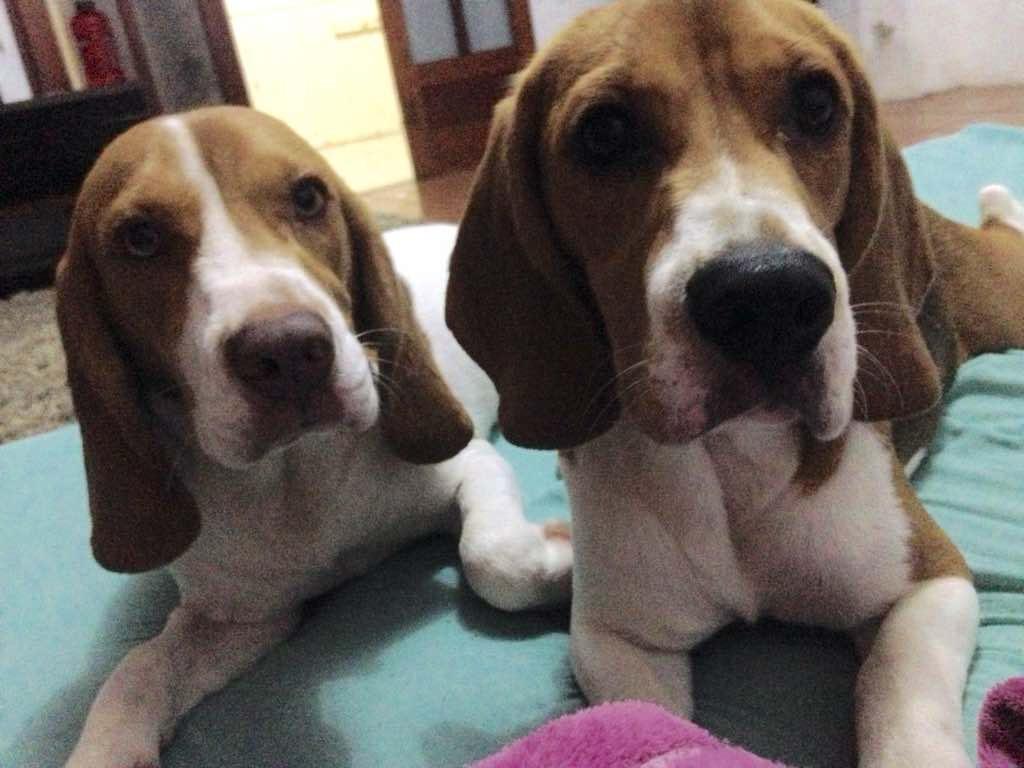 Foto Animal para doação